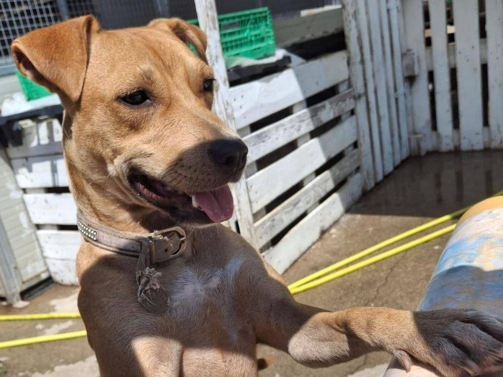 Adotta un cane, taglia media contenuta, femmina, Crotone
