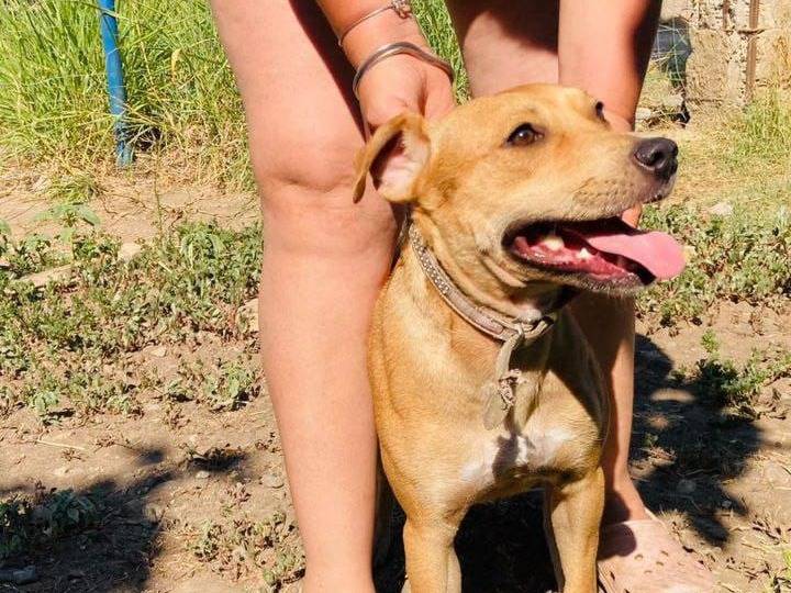 Vuoi adottare un cane a Crotone?