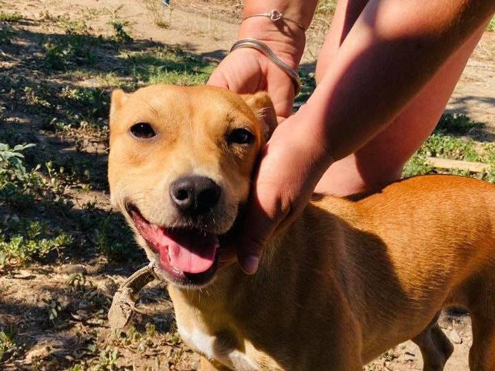 Adotta il cane BRASILENA  a Crotone