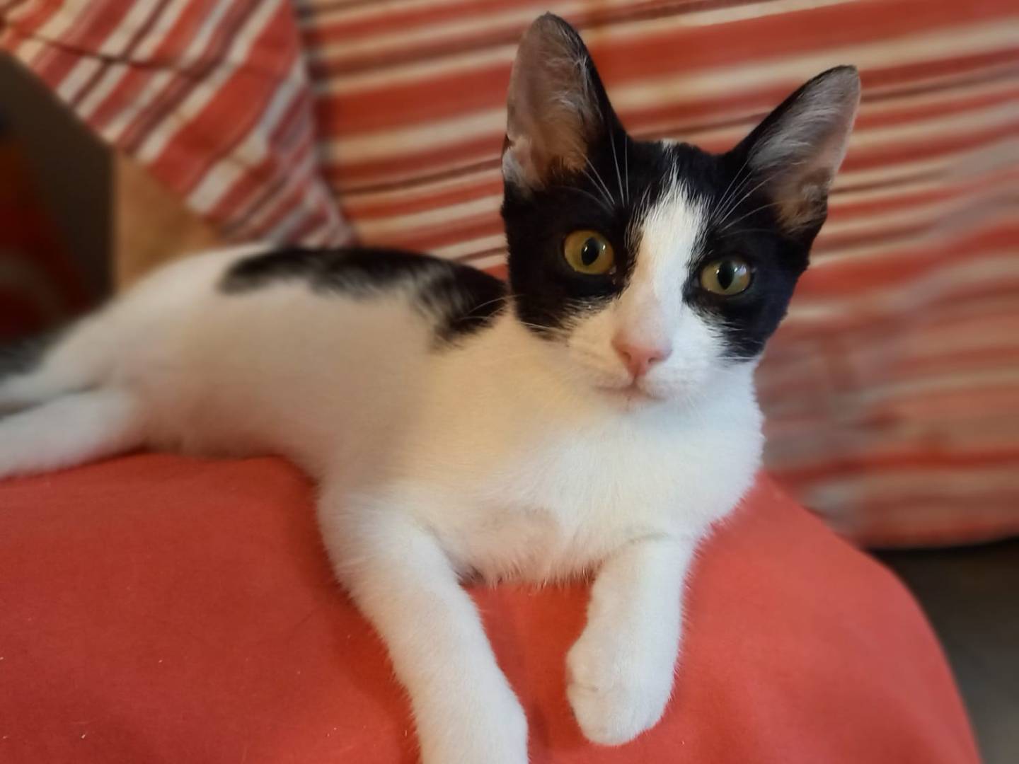 Adotta un gatto, taglia non valida, femmina, Ancona