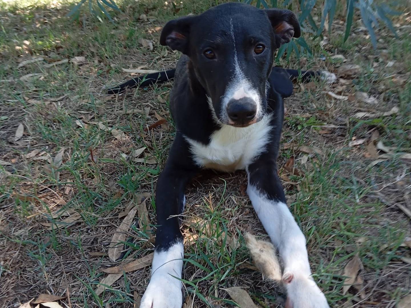 Adozione cane, maschio, meticcio, 1 anno, taglia media, Caserta