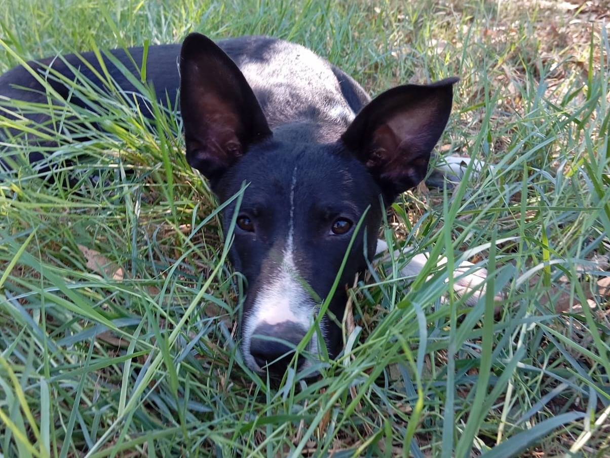 Adotta un cane, maschio, 1 anno, Caserta