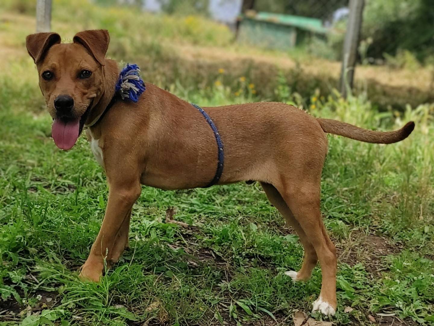 Adotta un cane, taglia media contenuta, maschio, Viterbo