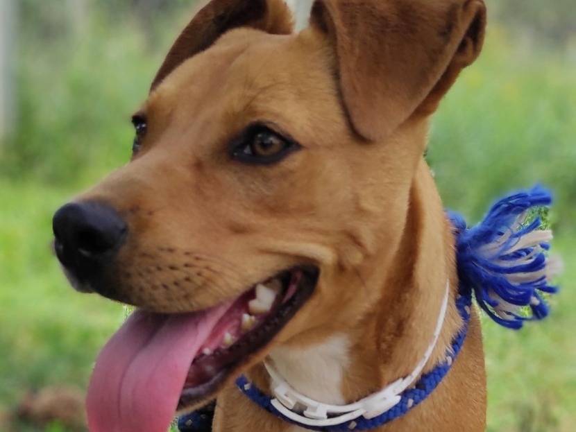 Vuoi adottare un cane a Viterbo?