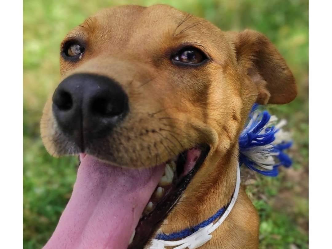 Adotta il cane Toby a Viterbo