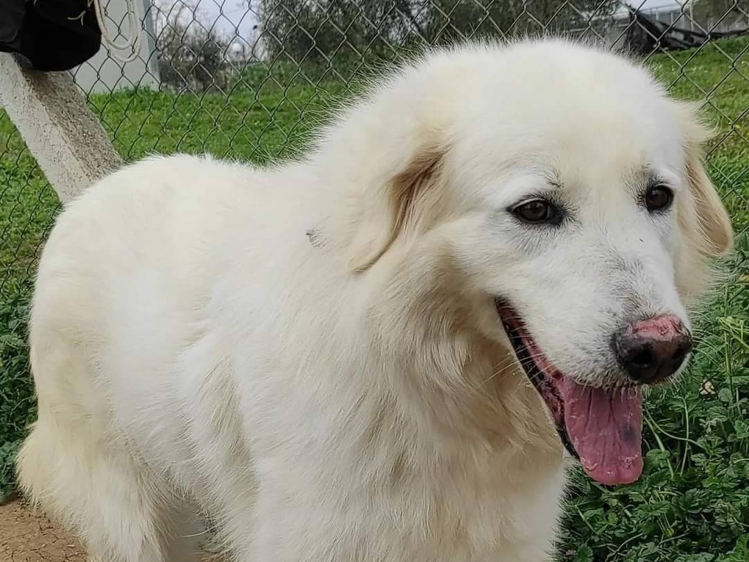 Adotta un cane, taglia grande, femmina, Viterbo