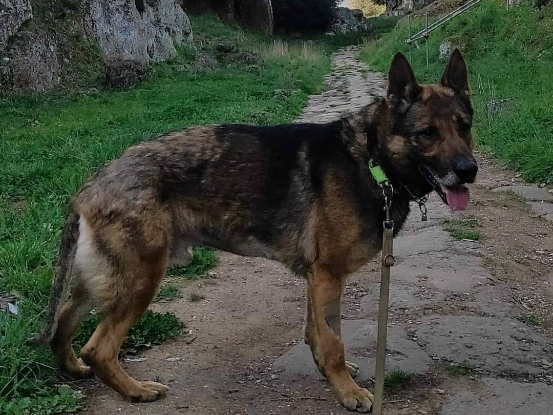 Adotta un cane, maschio, 4 anni  e 9 mesi , Viterbo