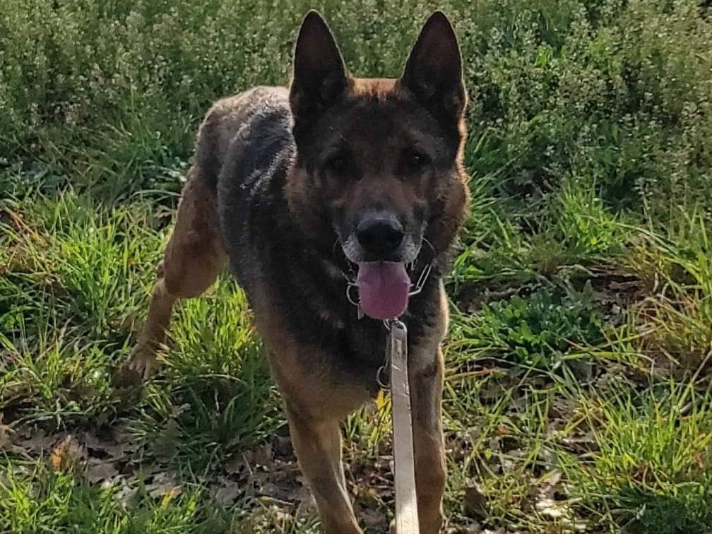 Adotta un cane, taglia grande, maschio, Viterbo