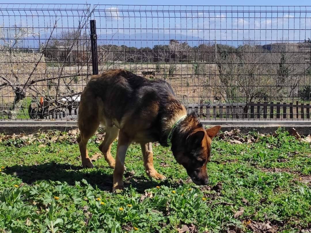 Vuoi adottare un cane a Viterbo?