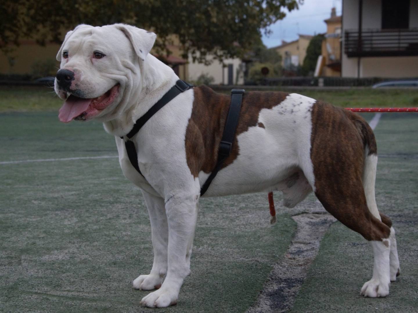 Adotta un cane, maschio, 4 anni  e 11 mesi , Viterbo