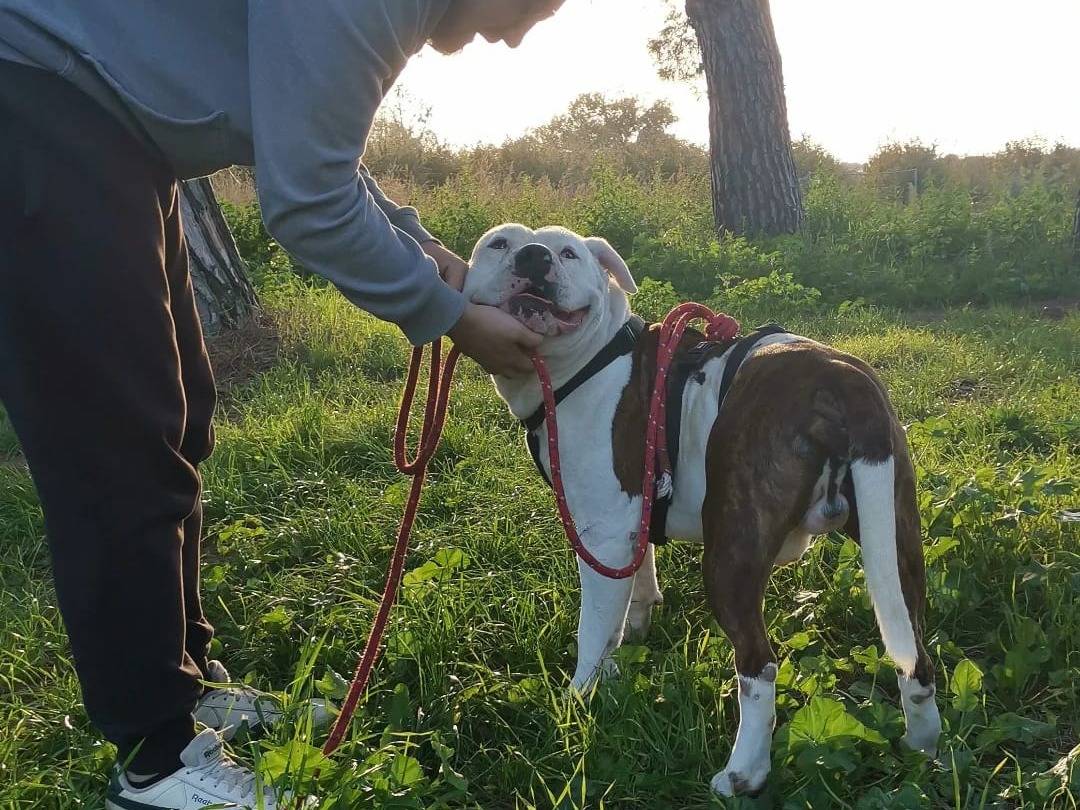 Adotta un cane, taglia grande, maschio, Viterbo