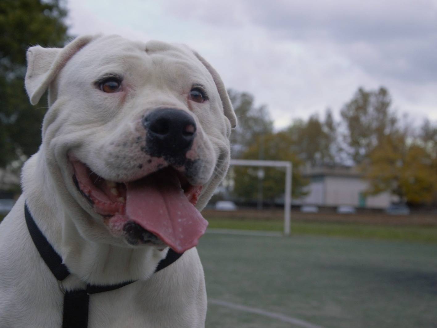 Vuoi adottare un cane a Viterbo?