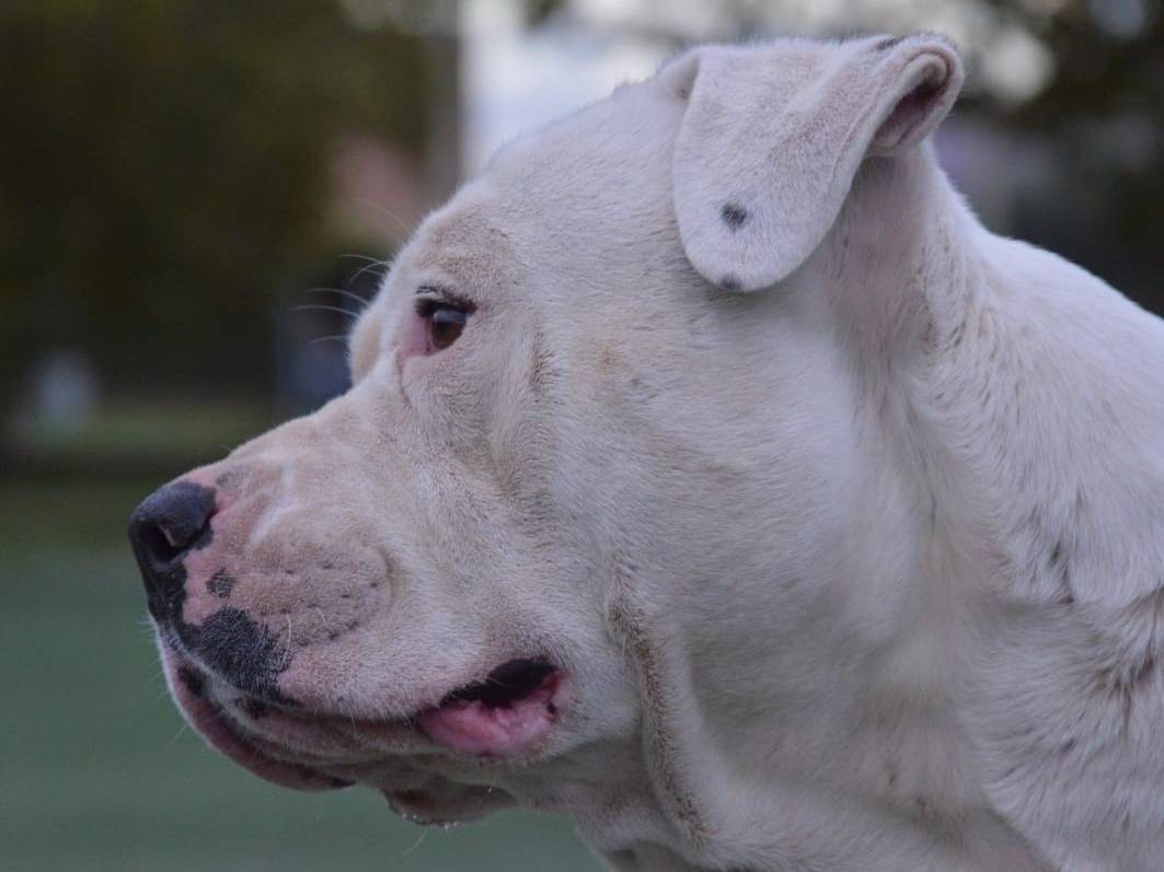 Adotta il cane Merlino a Viterbo