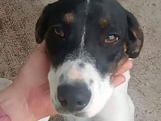 Adotta un cane, maschio, 1 anno e 4 mesi , Viterbo