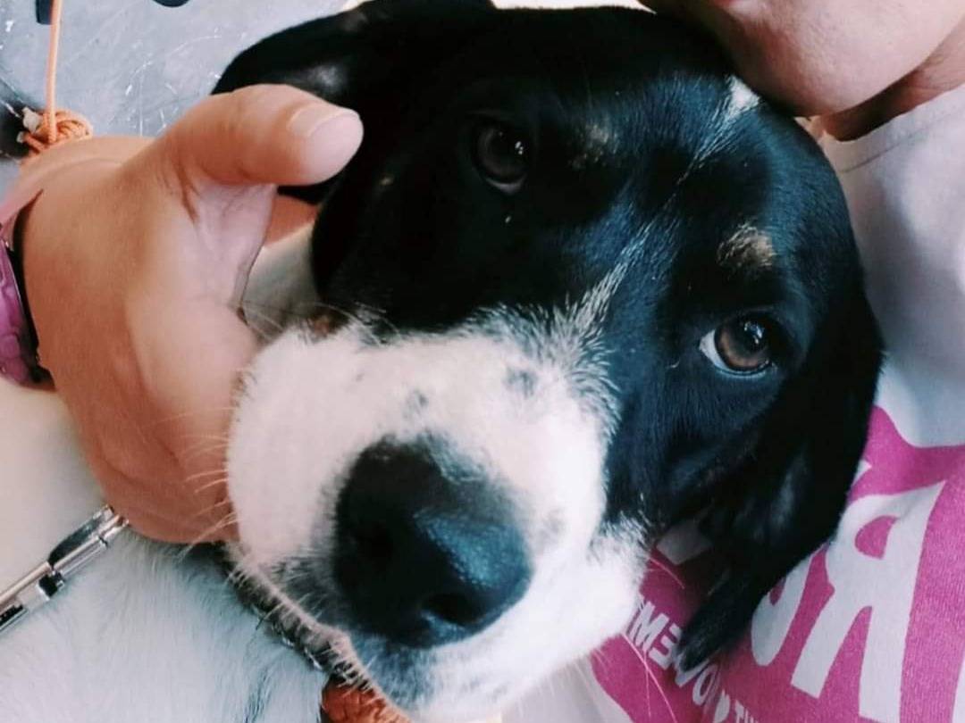 Adotta un cane, taglia media, maschio, Viterbo