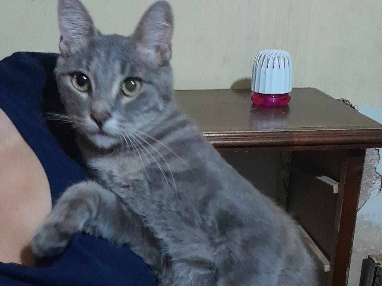 Adotta un gatto, taglia non valida, maschio, Catania
