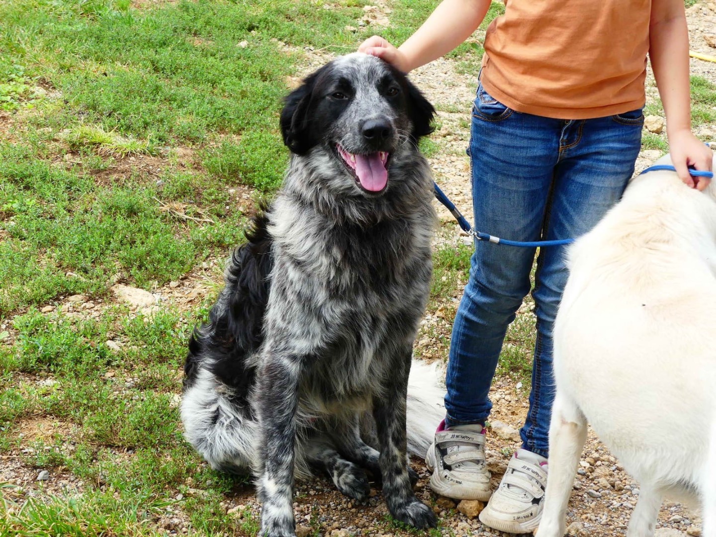 Adotta un cane, taglia media, maschio, Brescia