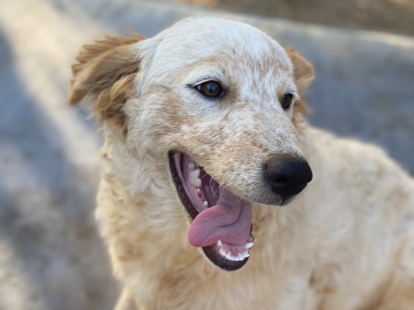 Adotta un cane, femmina, 1 anno e 3 mesi , Palermo