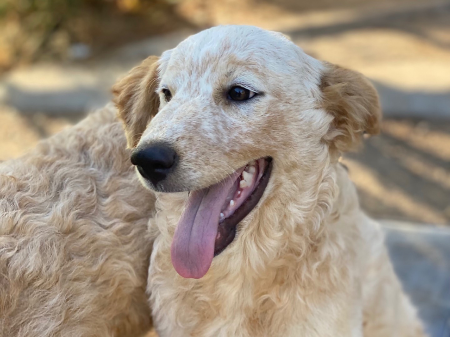 Adotta un cane, taglia grande, femmina, Palermo