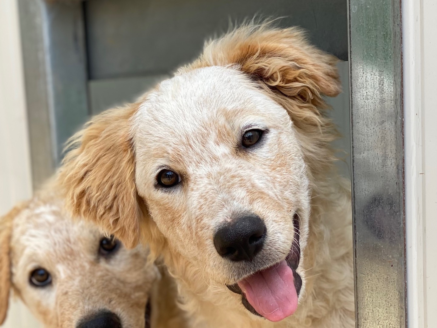 Vuoi adottare un cane a Palermo?
