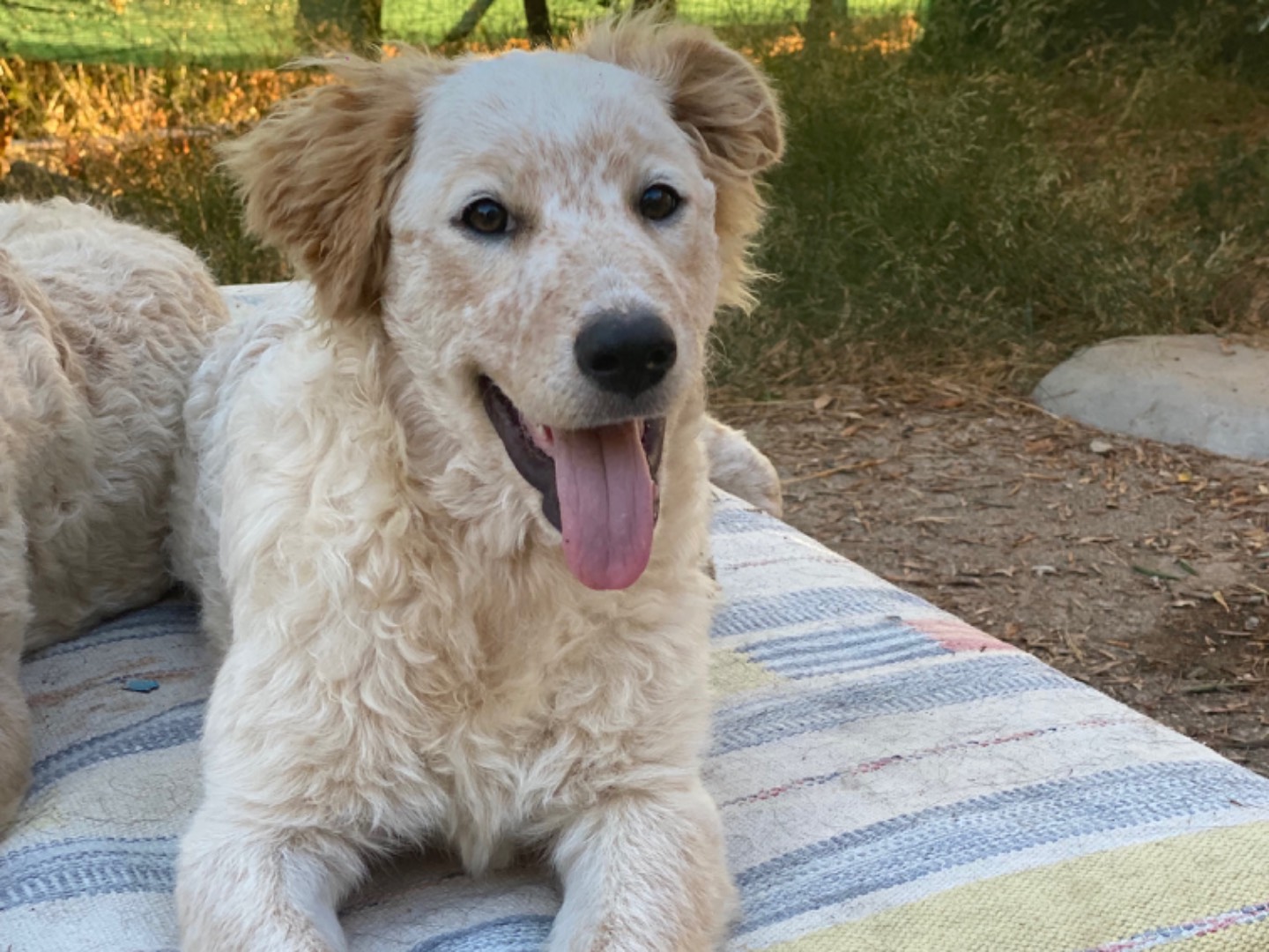 Adotta il cane Bianca a Palermo