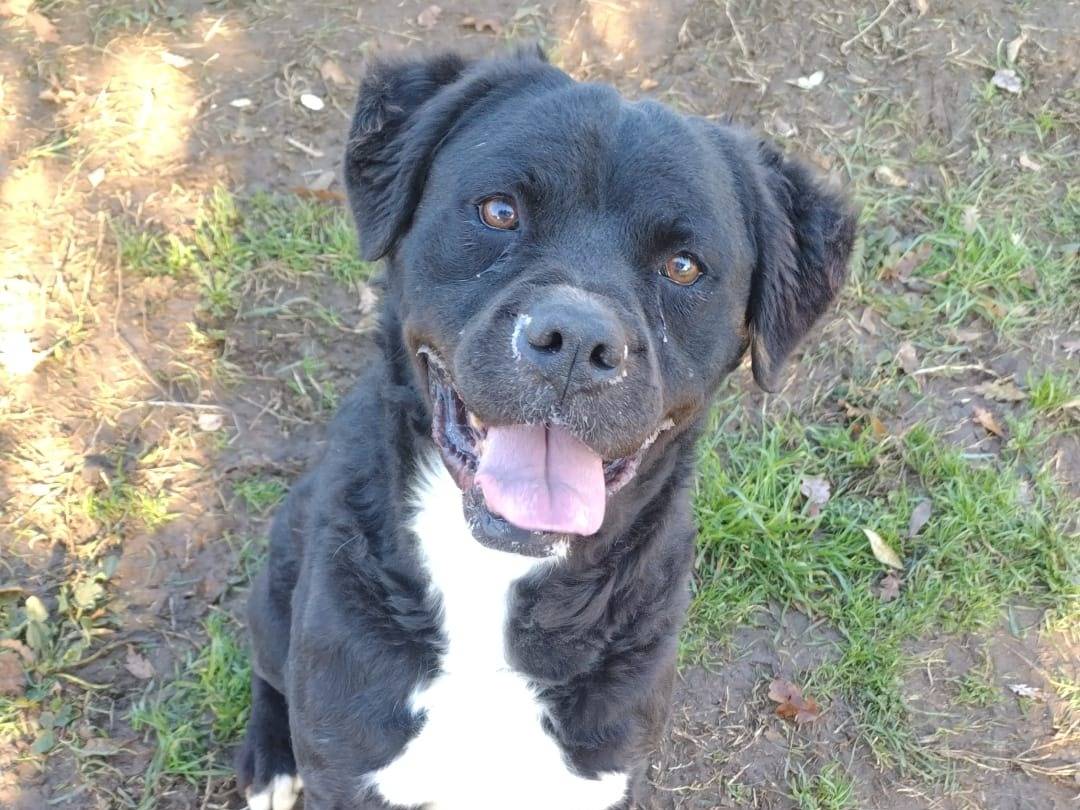 Adozione cane, maschio, meticcio, 8 anni  e 1 mese, taglia media, Viterbo