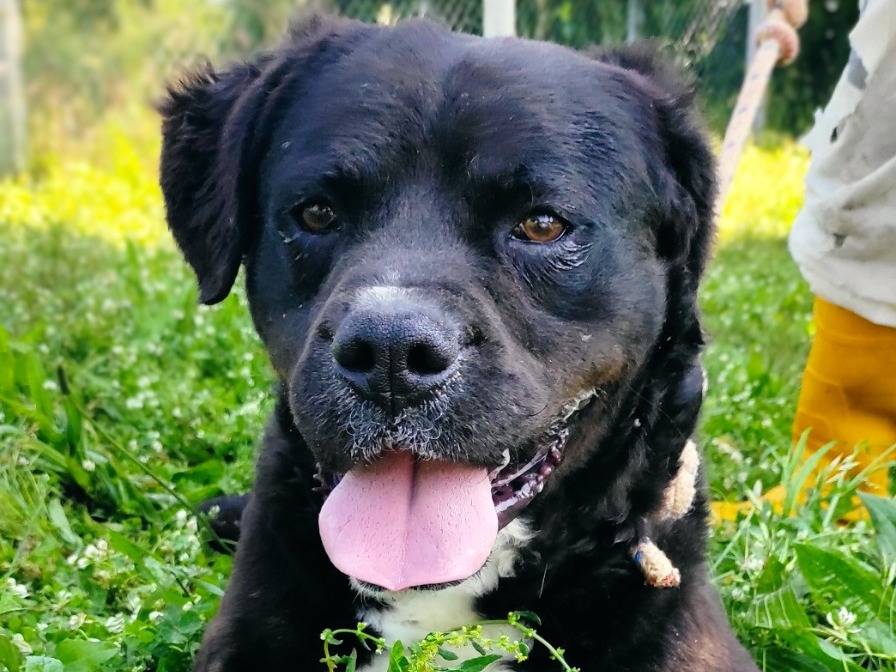 Adotta un cane, maschio, 8 anni  e 1 mese, Viterbo