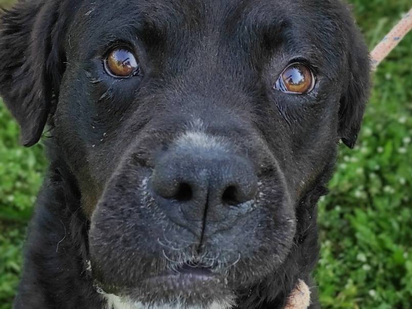 Adotta un cane, taglia media, maschio, Viterbo