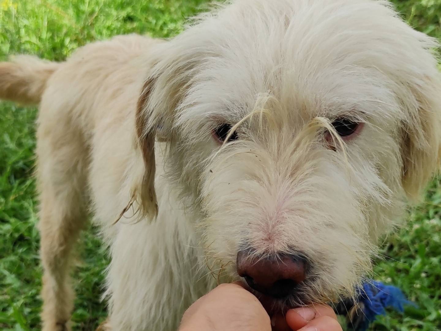Adotta un cane, maschio, 6 anni  e 5 mesi , Viterbo