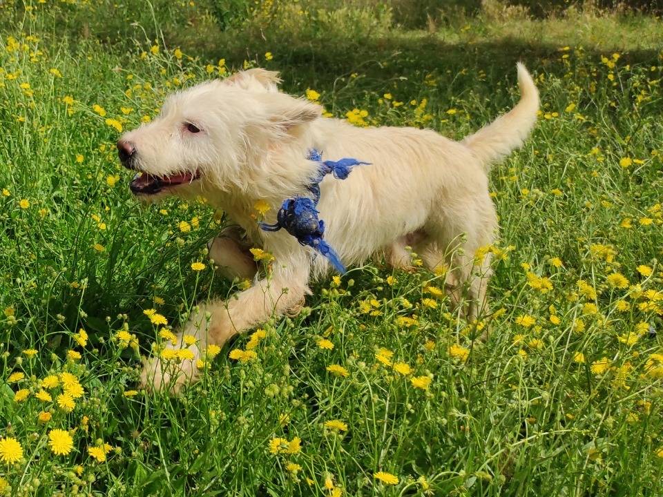 Adotta un cane, taglia piccola, maschio, Viterbo