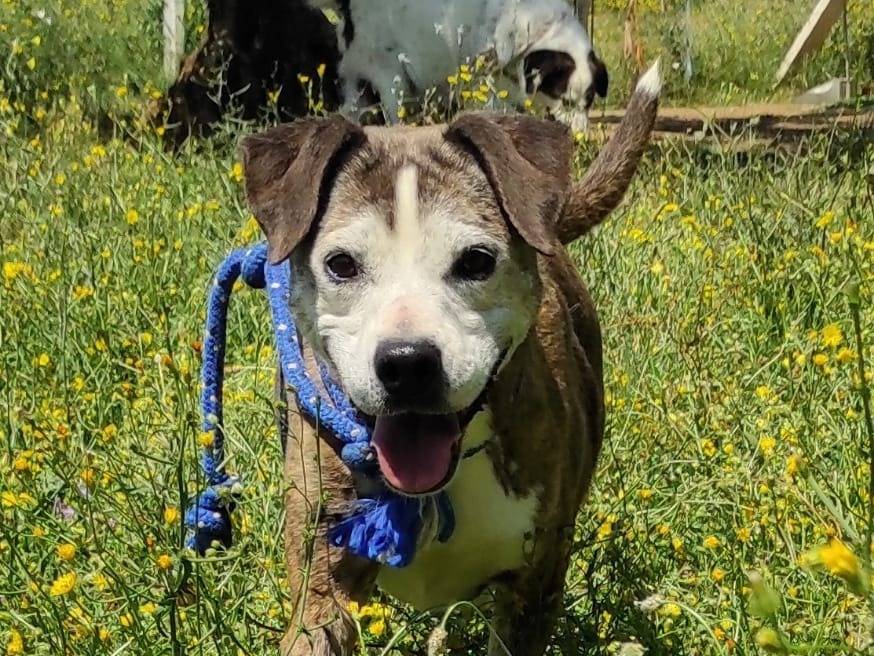 Adotta un cane, femmina, 11 anni  e 8 mesi , Viterbo