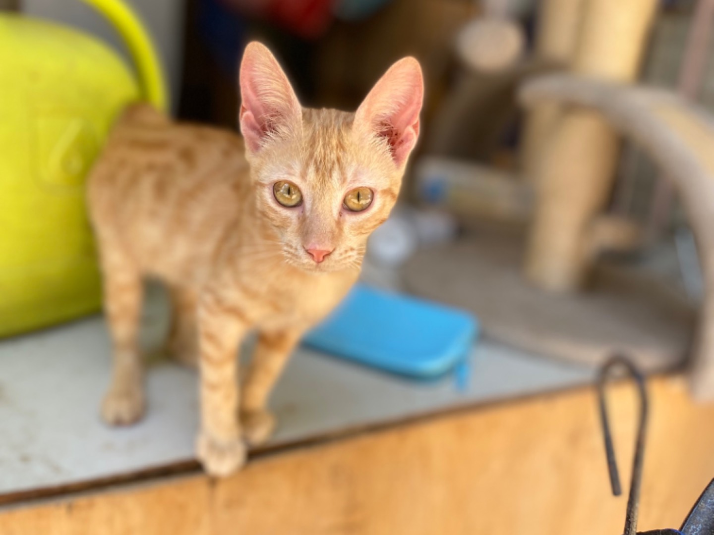 Adozione gatto, femmina, meticcio, 1 anno e 3 mesi, taglia non valida, Bari
