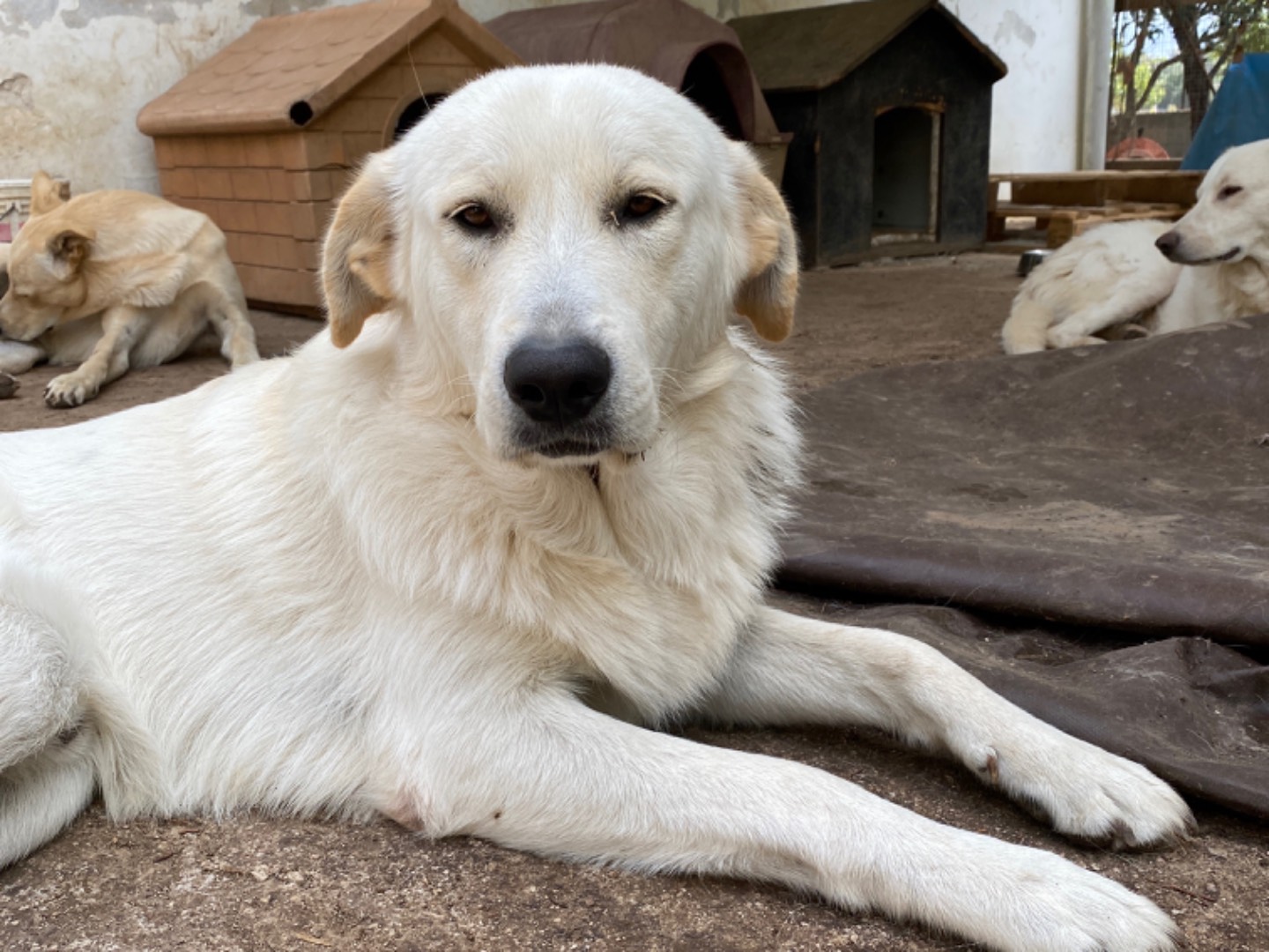 Foto dell'animale