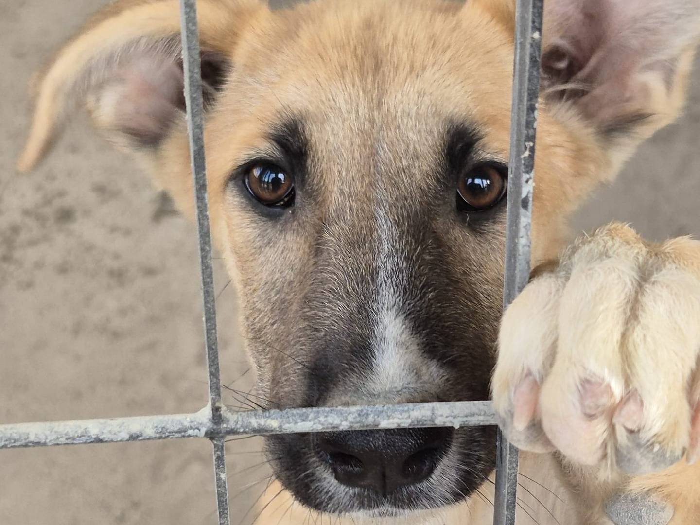 Foto dell'animale