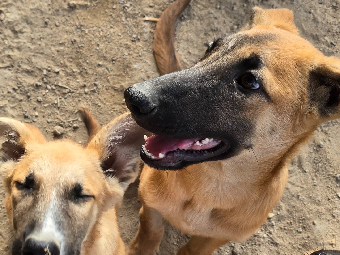 Adotta un cane, maschio, 11 mesi, Barletta