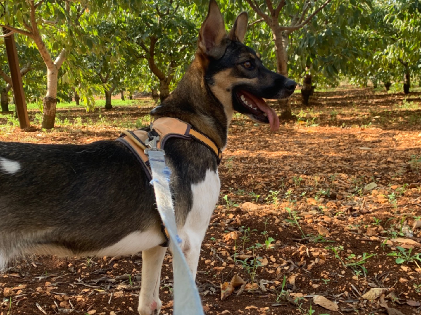Vuoi adottare un cane a Bari?