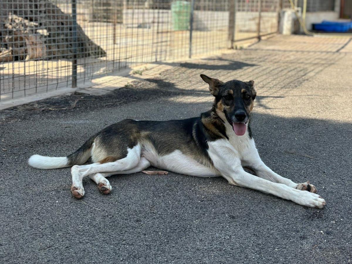 Adotta il cane Lucy  a Bari