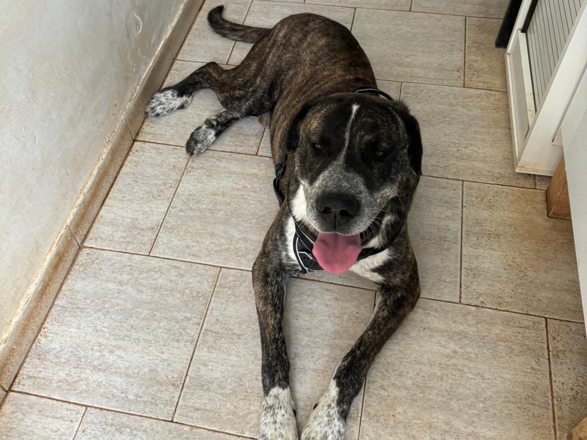 Adotta un cane, maschio, 3 anni  e 9 mesi , Bari