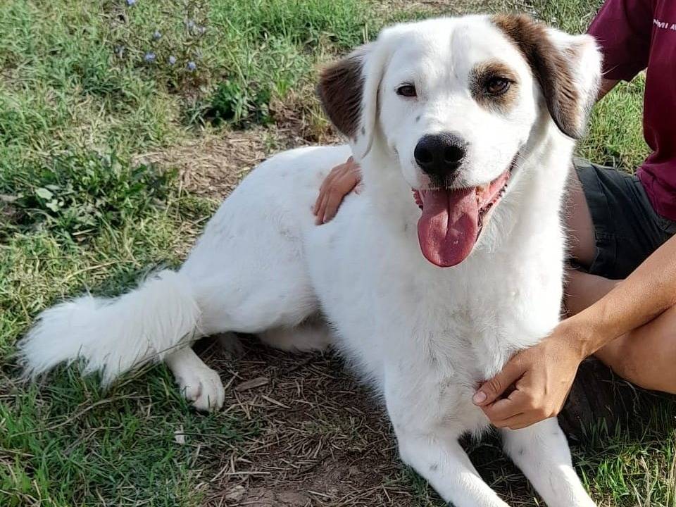 Adotta un cane, maschio, 6 anni  e 3 mesi , Viterbo