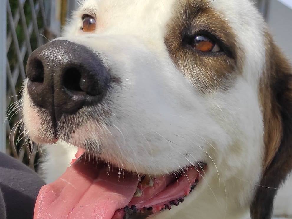 Adotta un cane, taglia grande, maschio, Viterbo