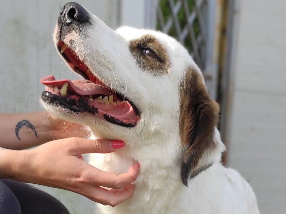 Vuoi adottare un cane a Viterbo?