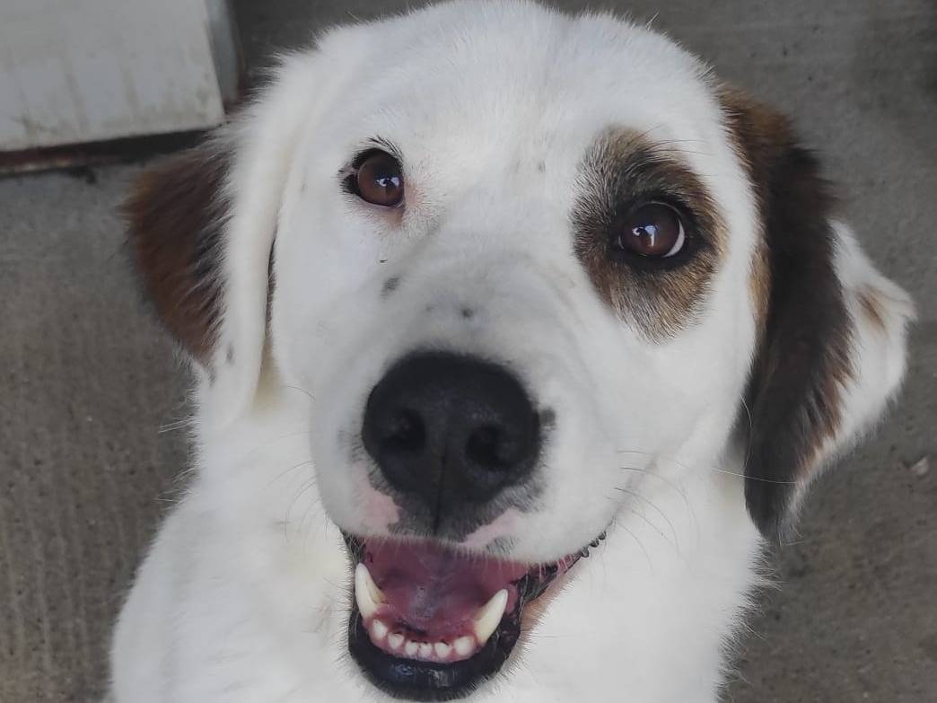 Adotta il cane Fati a Viterbo