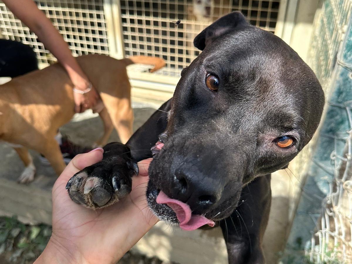 Adotta un cane, femmina, 3 anni  e 5 mesi , Pescara