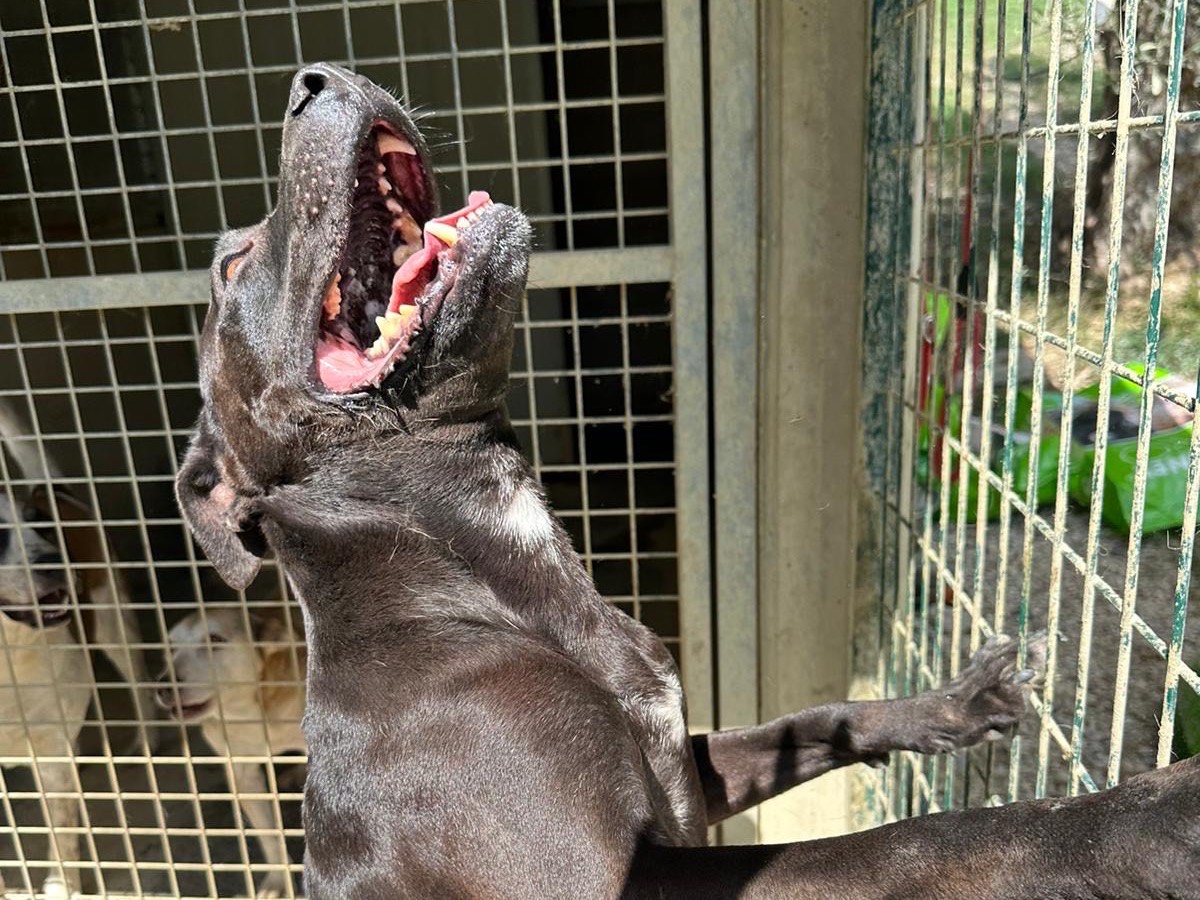 Adotta un cane, taglia grande, femmina, Pescara