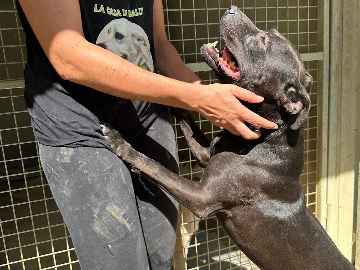 Vuoi adottare un cane a Pescara?