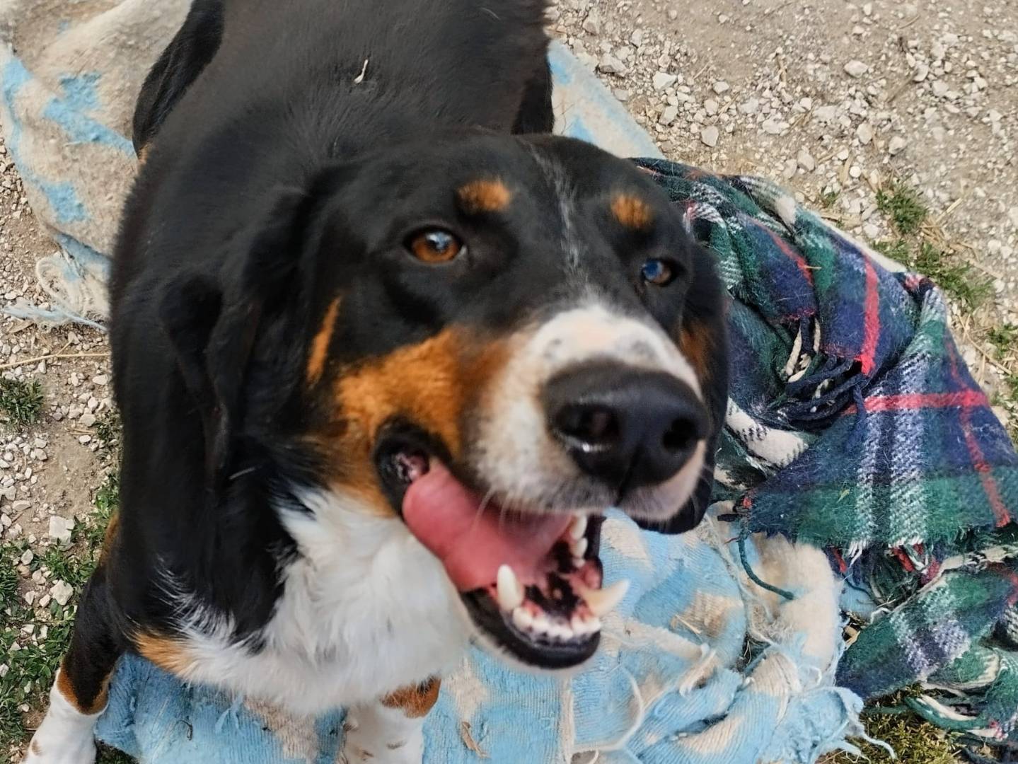 Foto dell'animale