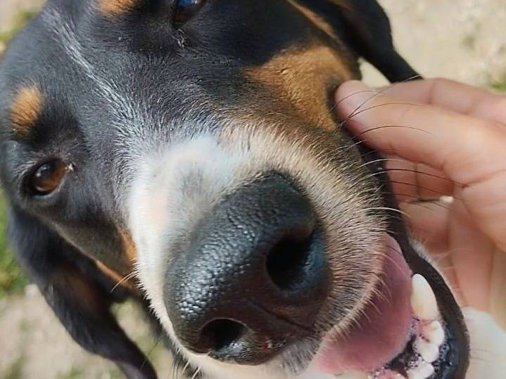 Adotta un cane, maschio, 7 anni , Viterbo