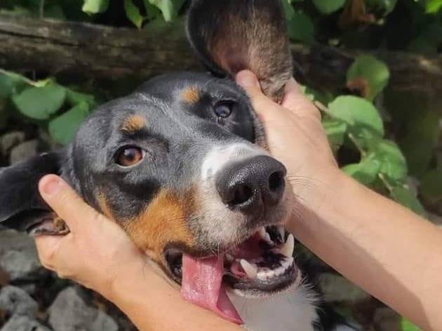 Adotta un cane, taglia media, maschio, Viterbo