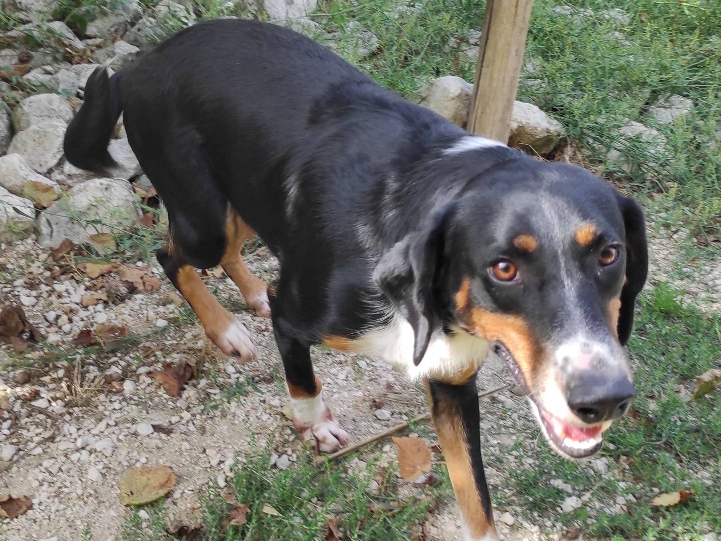 Vuoi adottare un cane a Viterbo?