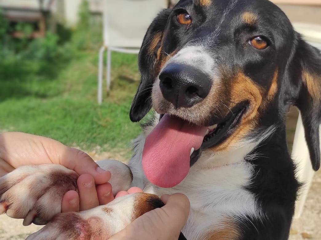 Adotta il cane Bruno  a Viterbo